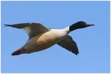 Gänsesäger