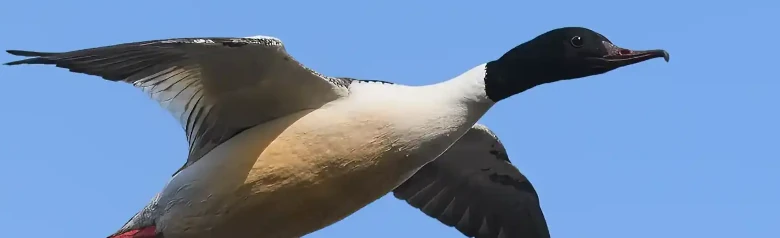 Ein Gänsesäger ist im Flug zu sehen. Die Spitze seines Schnabels hat eine charakteristische Form.