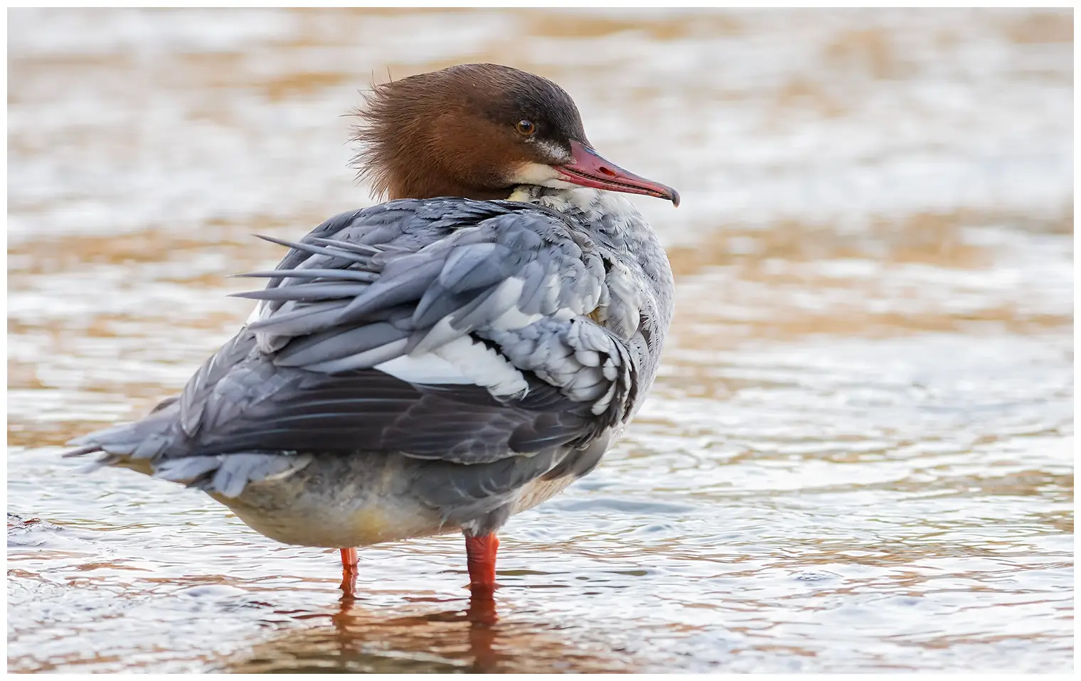 Gänsesäger