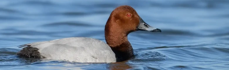 Eine Tafelente auf dem Wasser. Sie erkennen den braunen Kopf und das rote Auge.