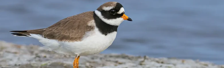 Sandregenpfeifer