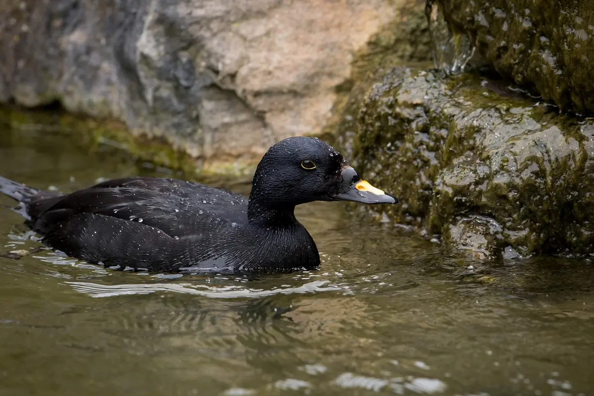 Eine Trauerente im Wasser in der Nähe einer Klippe. Der obere Teil des Schnabels ist orange.