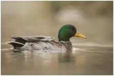 Stockente