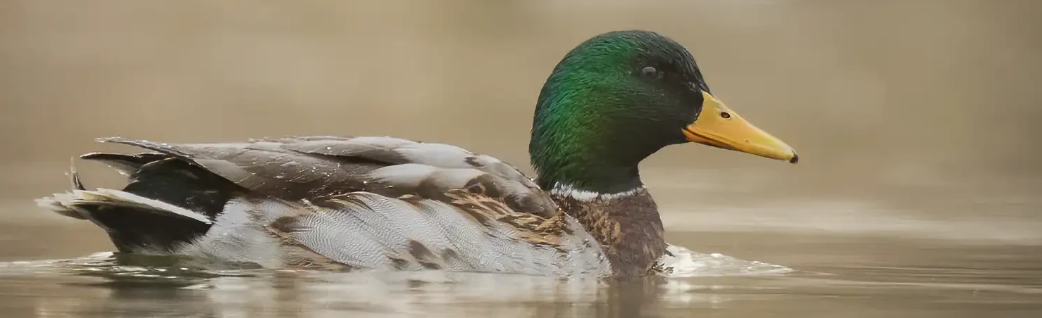 Eine Stockente liegt im Morgennebel auf dem Wasser. Ihr Kopf hat eine schöne grüne Farbe.