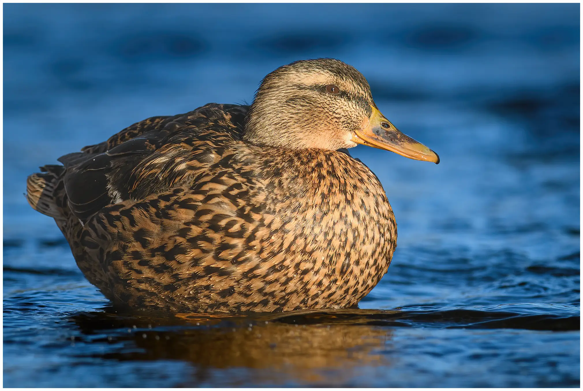 Stockente