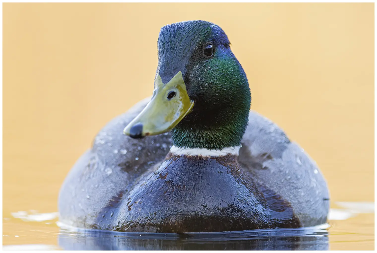 Stockente