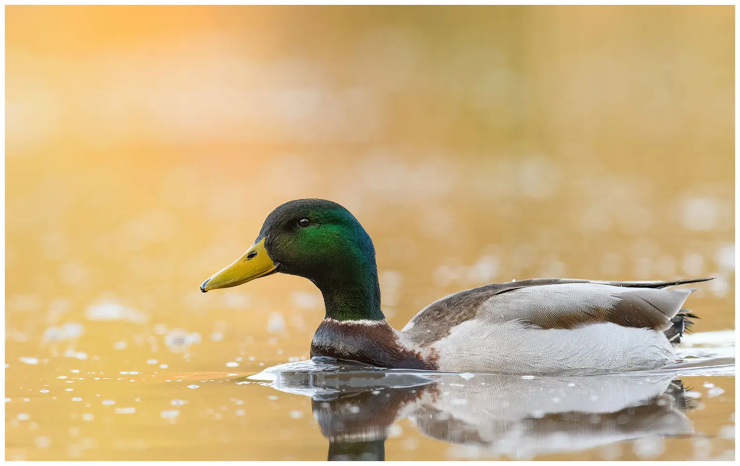 Stockente