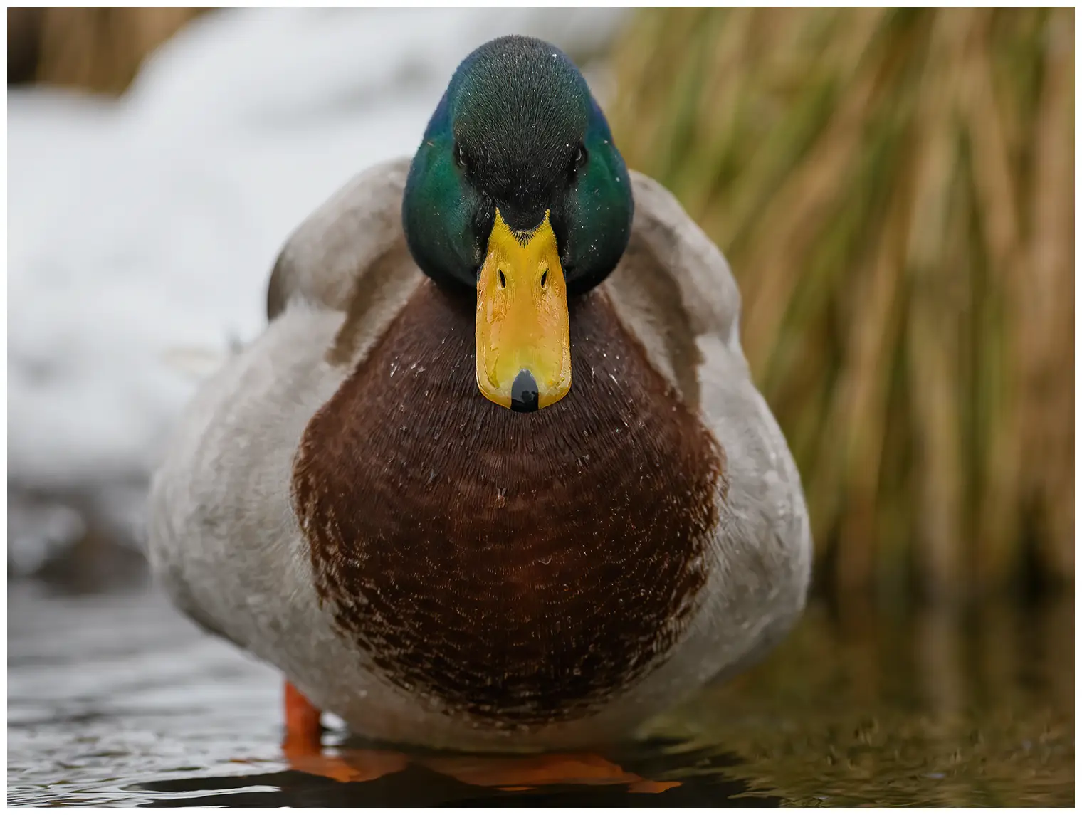Stockente