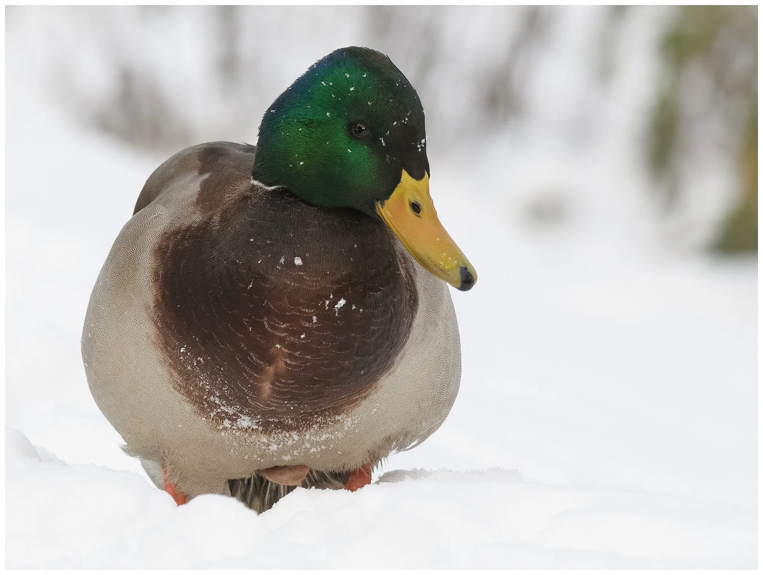 Stockente