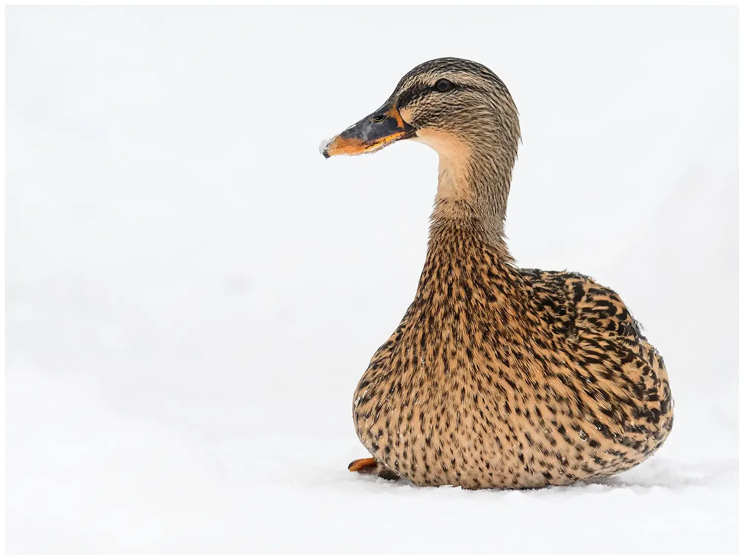 Stockente