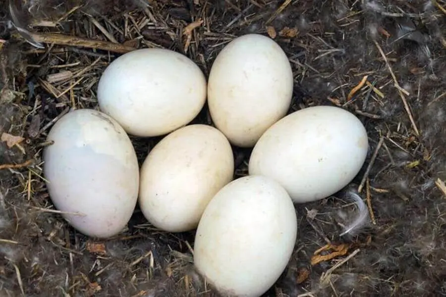 Stockente