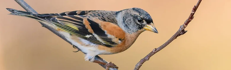 Bergfink. Hat orangefarbene Details im Gefieder. Weiße Oberteile, die im Flug deutlich sichtbar sind.