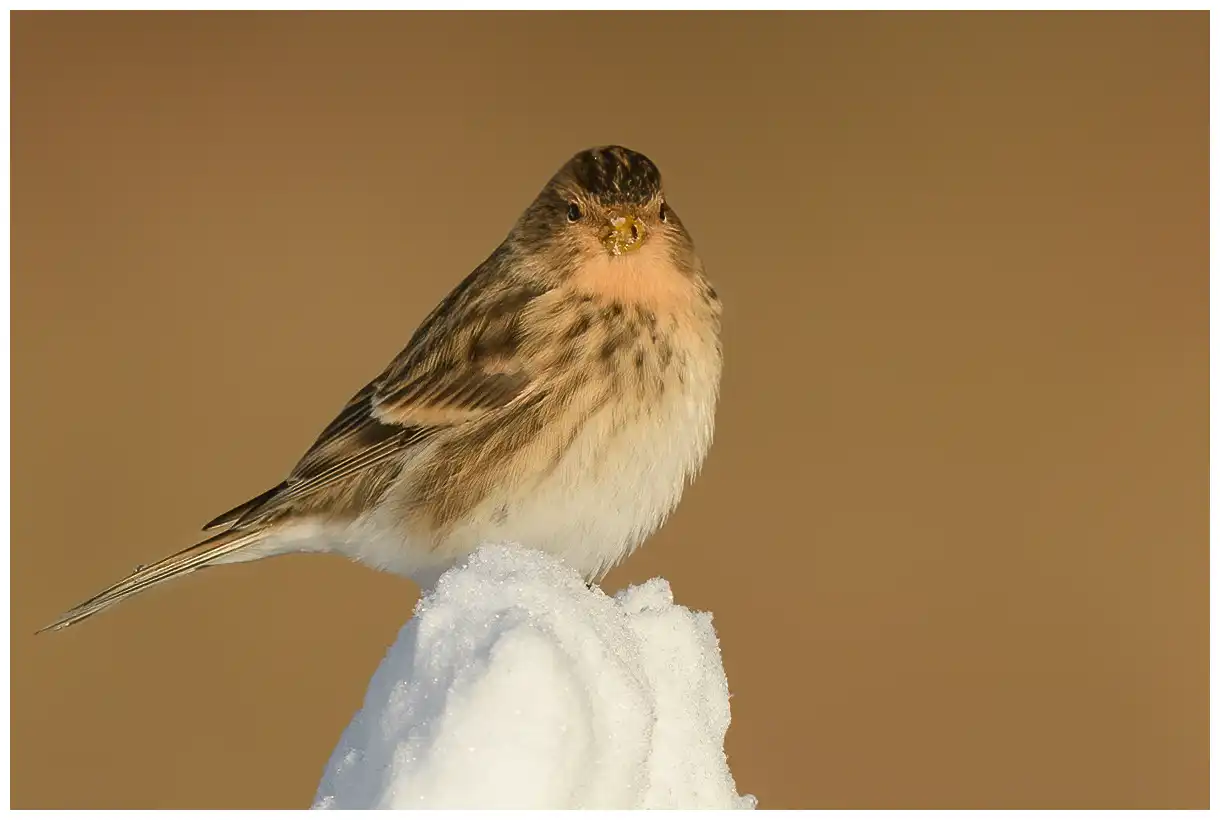 Berghänfling. Sitzt auf einem Haufen Schnee. Gelblich-braun und gestreift auf dem Rücken und den Seiten des Körpers. Gelber Schnabel im Winter.