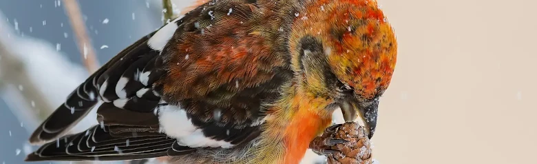 Bindenkreuzschnabel. Essen von Tannenzapfensamen bei verschneitem Wetter. Den Zapfen mit einem Fuß festhalten, während er sich mit dem anderen an einem Zweig festhält.