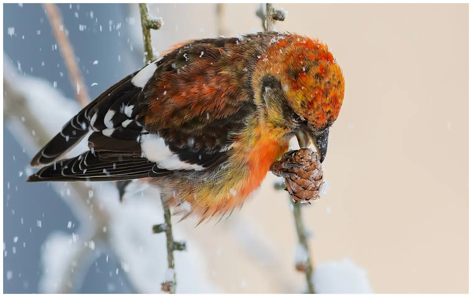 Bindenkreuzschnabel. Essen von Tannenzapfensamen bei verschneitem Wetter. Den Zapfen mit einem Fuß festhalten, während er sich mit dem anderen an einem Zweig festhält.
