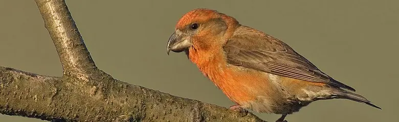 Kiefernkreuzschnabel. Rødlig fugl. Mit seinem besonderen Schnabel ist der Vogel ein Spezialist für das Öffnen dicker Kiefernzapfen.
