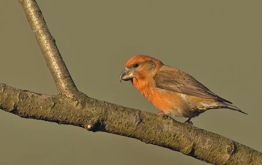 Kiefernkreuzschnabel. Rødlig fugl. Mit seinem besonderen Schnabel ist der Vogel ein Spezialist für das Öffnen dicker Kiefernzapfen.