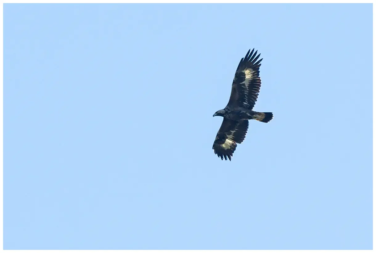 Steinadler