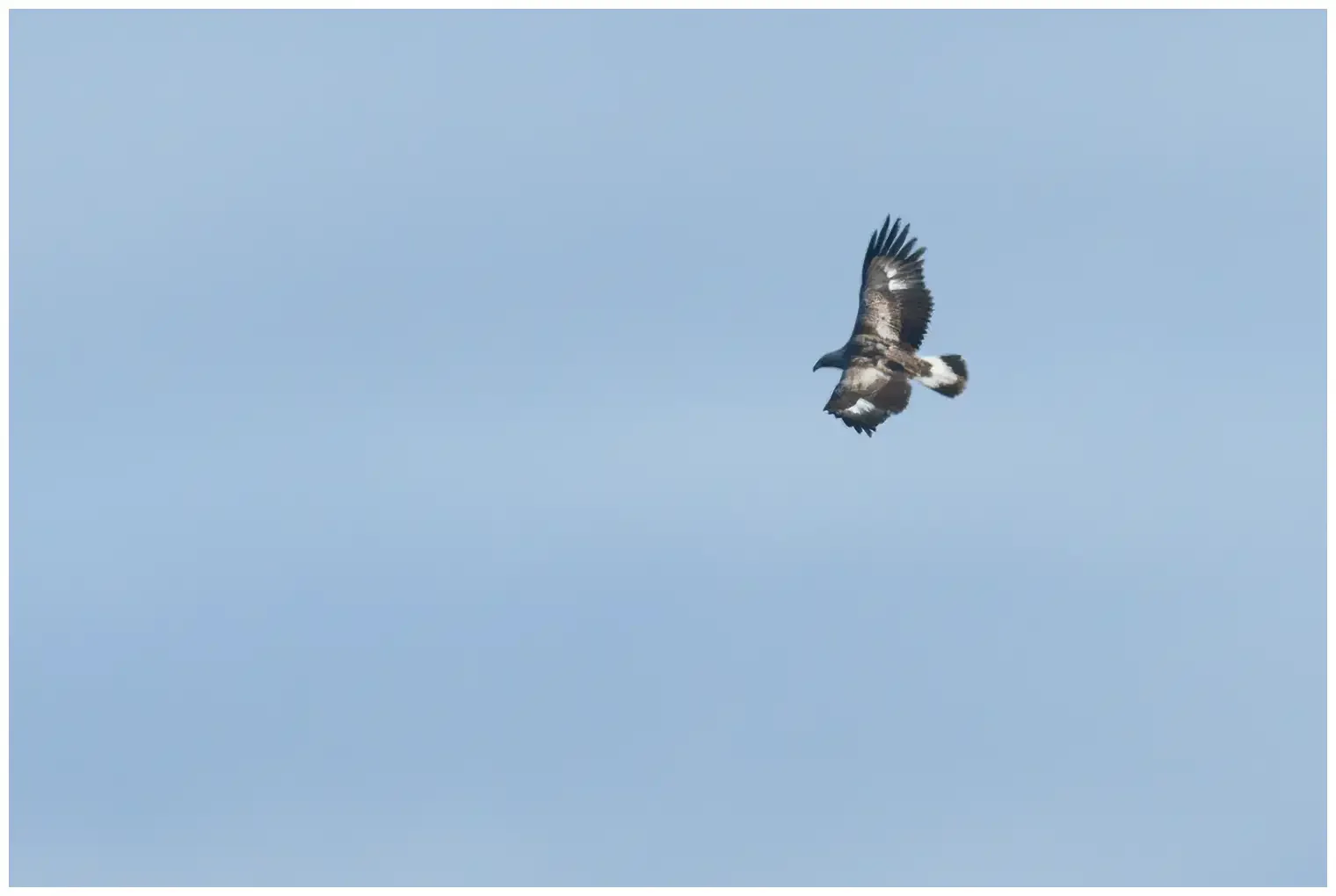 Steinadler