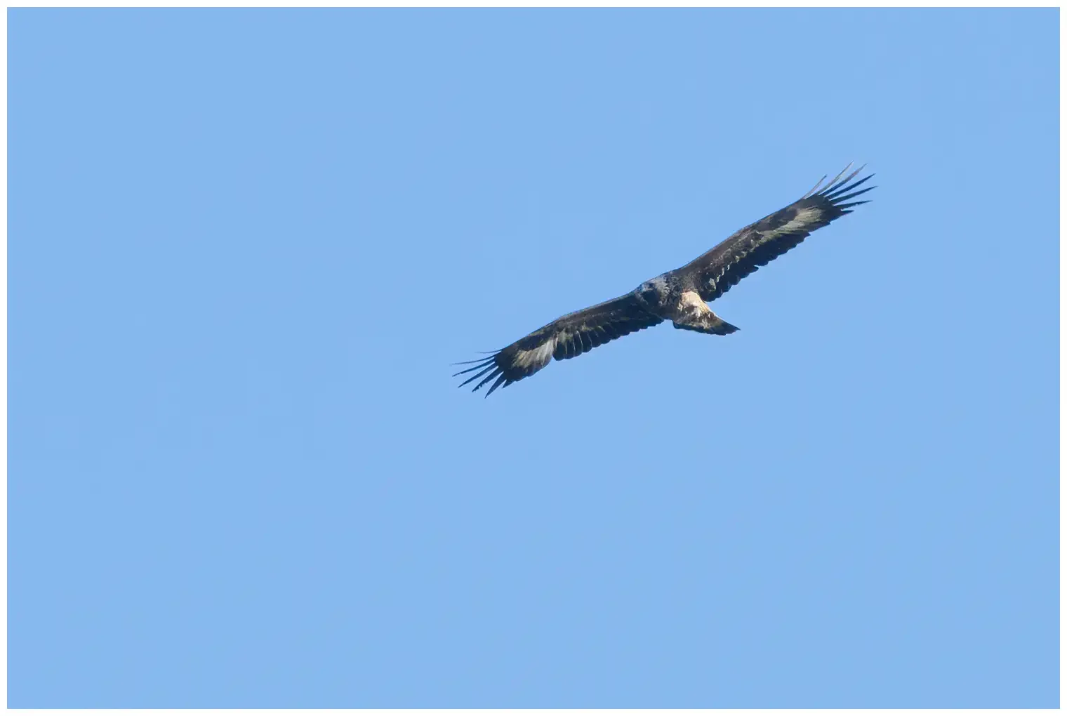 Steinadler