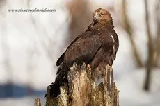 Steinadler