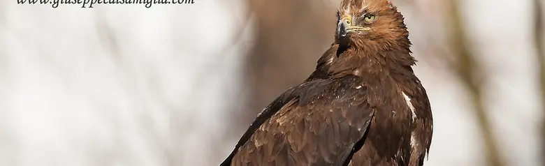 Steinadler. Sitzt auf dem Stumpf eines toten Baumes. Das Gefieder ist überwiegend dunkelbraun mit einem goldenen Kopf.