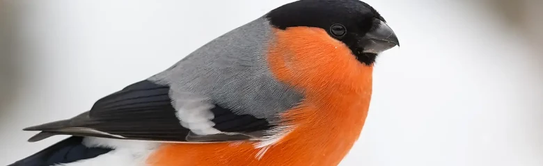 Gimpel. Winterbild. Orangerote Unterseite in starkem Kontrast zur grauen Oberseite und der schwarzen Schädeldecke des Vogels.
