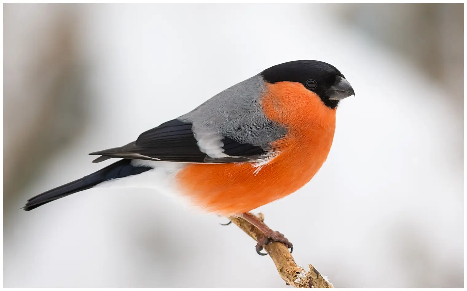 Gimpel. Winterbild. Orangerote Unterseite in starkem Kontrast zur grauen Oberseite und der schwarzen Schädeldecke des Vogels.