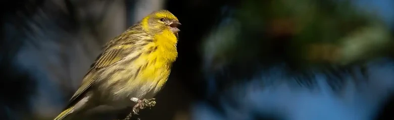 Girlitz. Singt im Baum. Kurzer und kompakter Schnabel. Kräftige Längsstreifen auf Rücken und Flanken. Zitronengelbe Stirn und Brust.