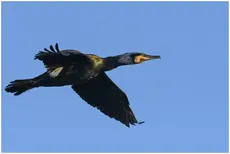Kormoran