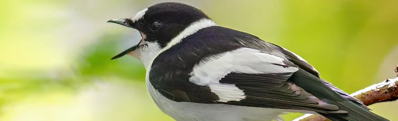 Halsbandschnäpper. Synger på en gren. Weißer Kragen, der komplett um den Hals geht.