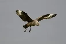 Skua