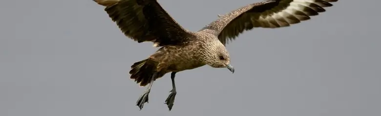 Skua