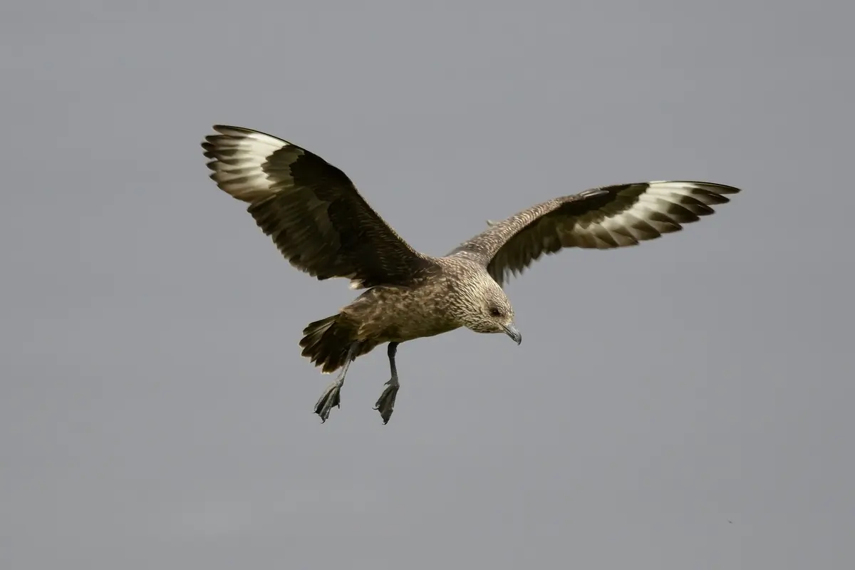 Skua