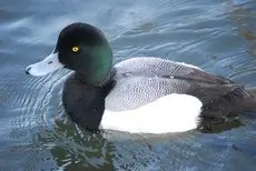 Bergente