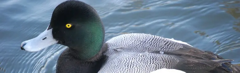 Eine schwimmende Bergente. Grüner Kopf mit hellgrauem Schnabel. Schwarze Brust und weiße Seiten.