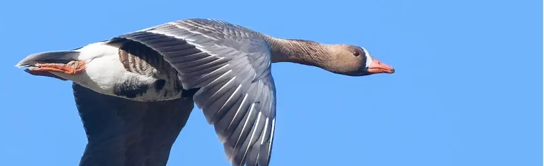 Fliegende Blässgans. Weißer Streifen im Fluggefieder auf den Flügeln. Weiße Blesse auf der Stirn.