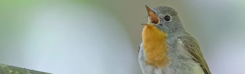 Zwergschnäpper. Auf einem Zweig singend. Ein männlicher Vogel mit einer markanten orangefarbenen Kehle, die sich von dem blaugrauen Kopf abhebt.