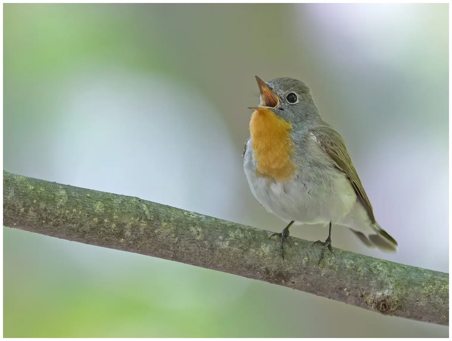 Zwergschnäpper. Auf einem Zweig singend. Ein männlicher Vogel mit einer markanten orangefarbenen Kehle, die sich von dem blaugrauen Kopf abhebt.