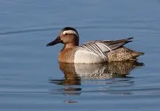 Knäkente
