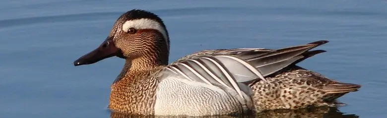 Eine Knäkente, die auf offenem Wasser fotografiert wurde. Der Vogel hat einen deutlichen hellen Augenstreif.