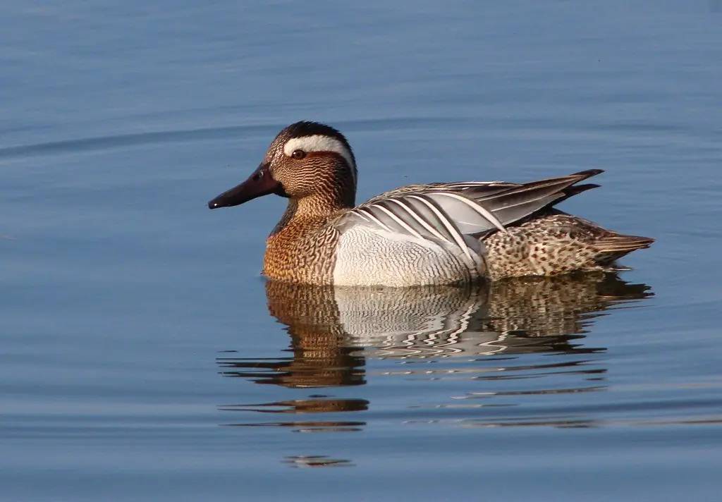 Eine Knäkente, die auf offenem Wasser fotografiert wurde. Der Vogel hat einen deutlichen hellen Augenstreif.
