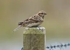 Spornammer