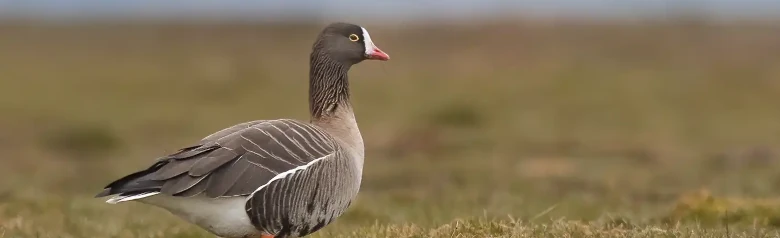 Zwerggans auf einem Feld stehend. Deutlicher gelber Ring um das Auge und weiße Blesse von der Schnabelspitze bis zur Stirn.