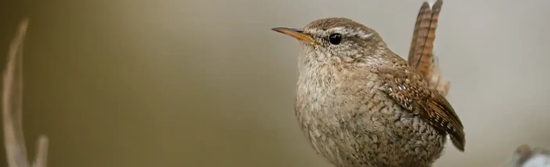 Zaunkönig. Von vorne gesehen auf einem Ast. Kleiner rostbrauner Vogel mit nach oben zeigendem Schwanz.