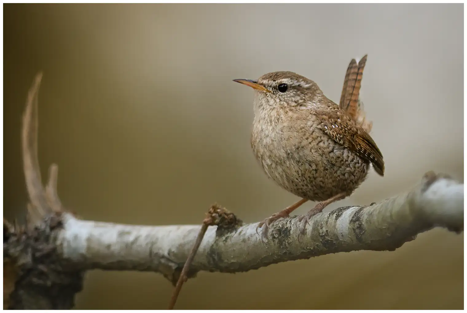 Zaunkönig. Von vorne gesehen auf einem Ast. Kleiner rostbrauner Vogel mit nach oben zeigendem Schwanz.