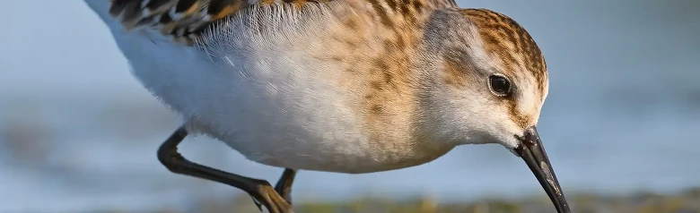 Zwergstrandläufer