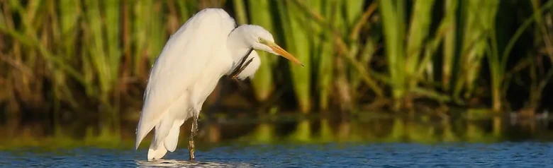 Silberreiher. Steht im Wasser und kratzt sich mit einem Fuß am Kinn. Ganz weißes Gefieder.