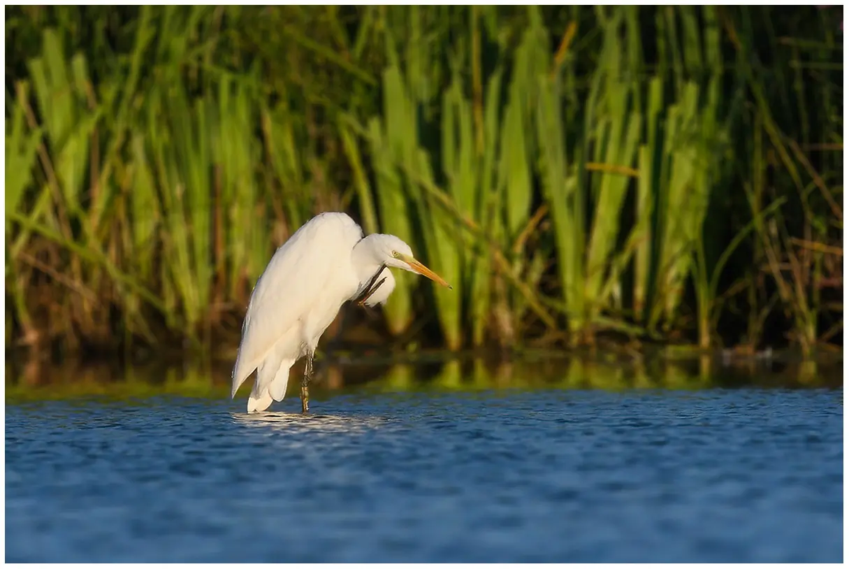 Silberreiher. Steht im Wasser und kratzt sich mit einem Fuß am Kinn. Ganz weißes Gefieder.