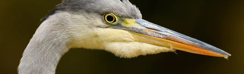 Graureiher. Nur der Kopf ist sichtbar. Heller Hals, kräftiger gelber Schnabel und markanter schwarzer Streifen hinter dem Auge.